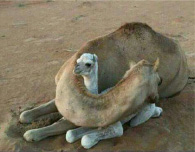 baby camel